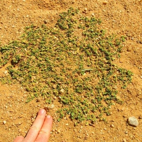 Corchorus depressus