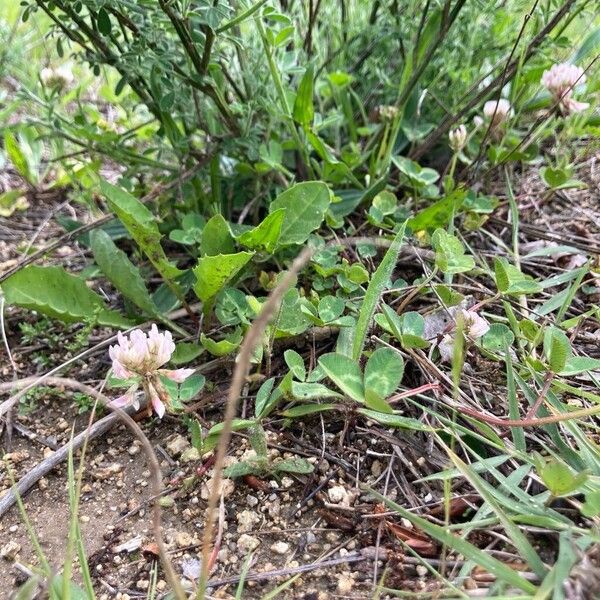 Trifolium striatum عادت