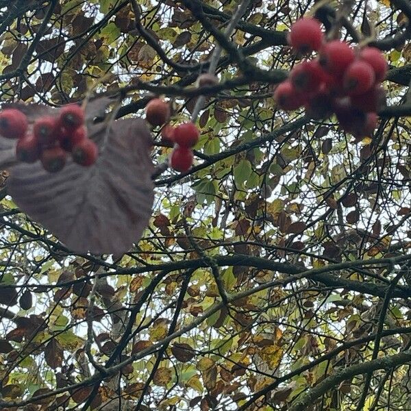 Aria edulis Fruit