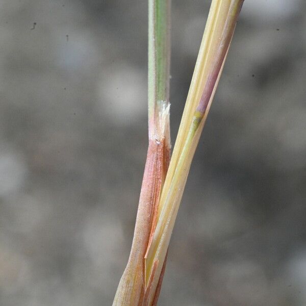 Hyparrhenia hirta Leaf