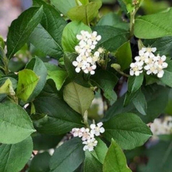 Aronia arbutifolia Flower