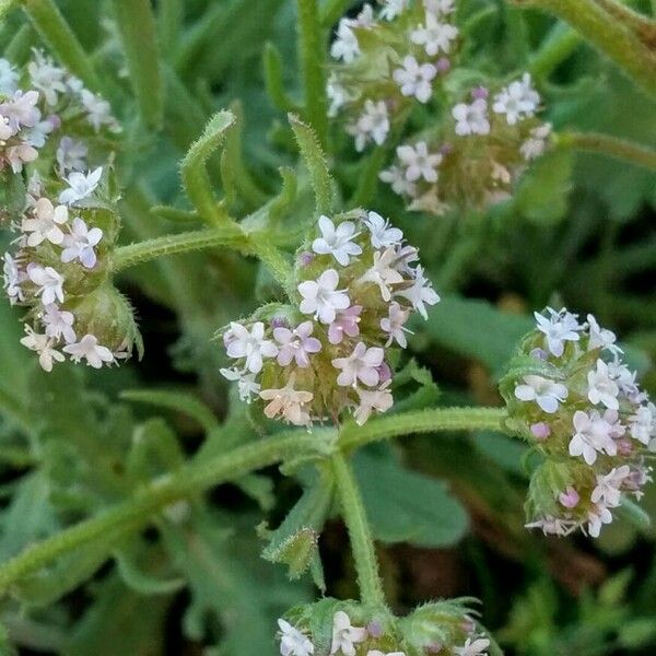 Valerianella discoidea പുഷ്പം