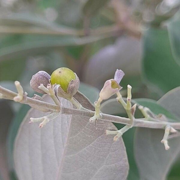 Vitex trifolia Плід