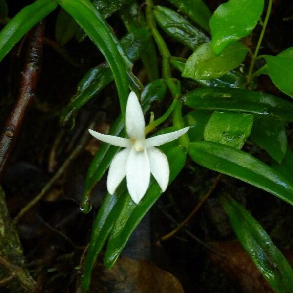 Angraecum ramosum Цветок