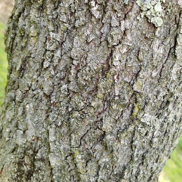 Cercis canadensis Bark