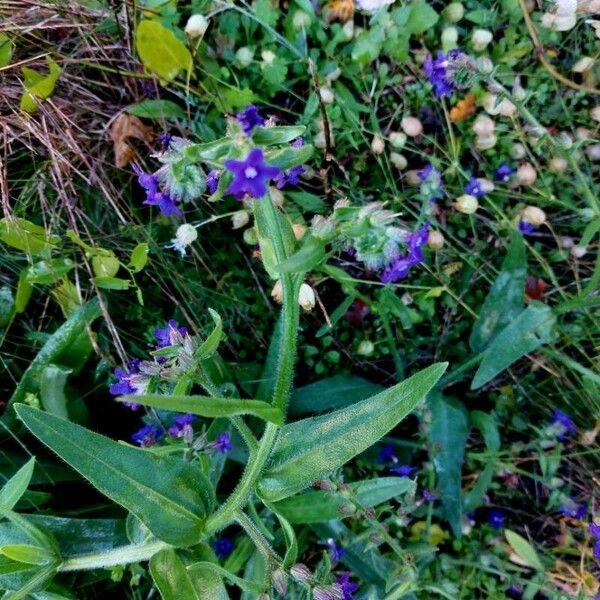 Anchusa officinalis Vivejo