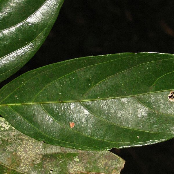 Ampelocera edentula Leaf