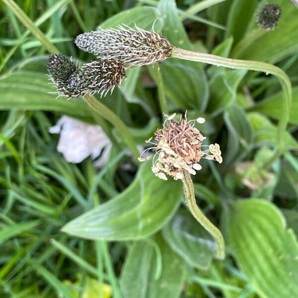 Plantago lanceolata Flower