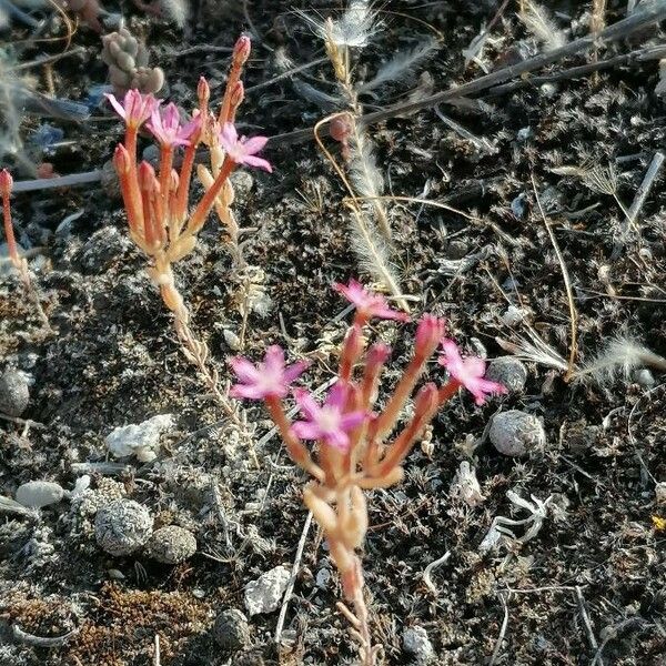 Pistorinia hispanica പുഷ്പം