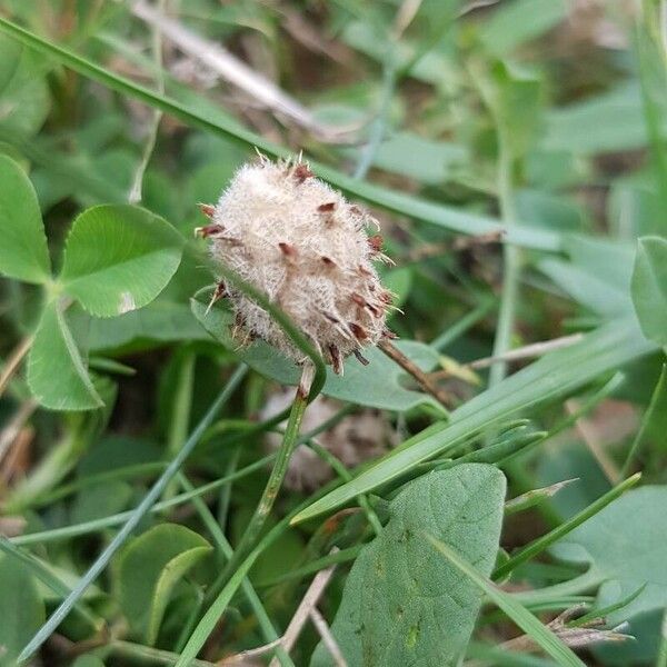 Trifolium fragiferum Fruit