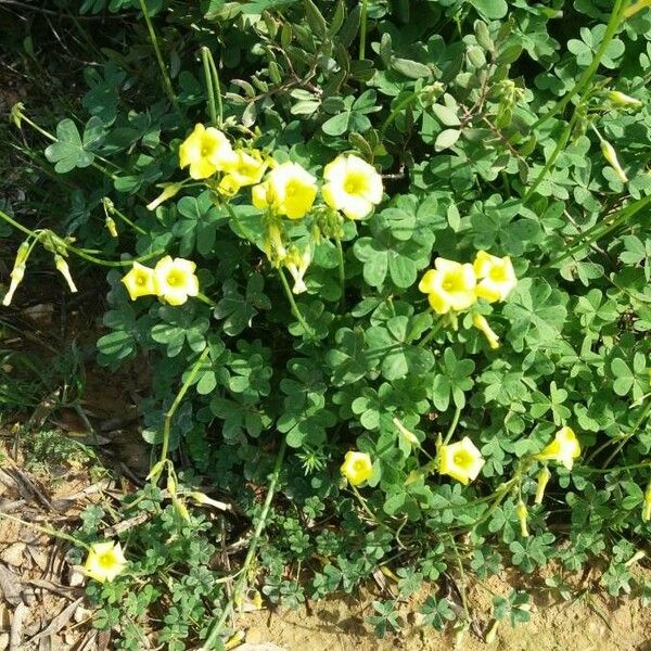 Oxalis pes-caprae Flower