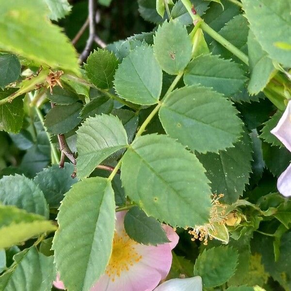 Rosa canina Liść