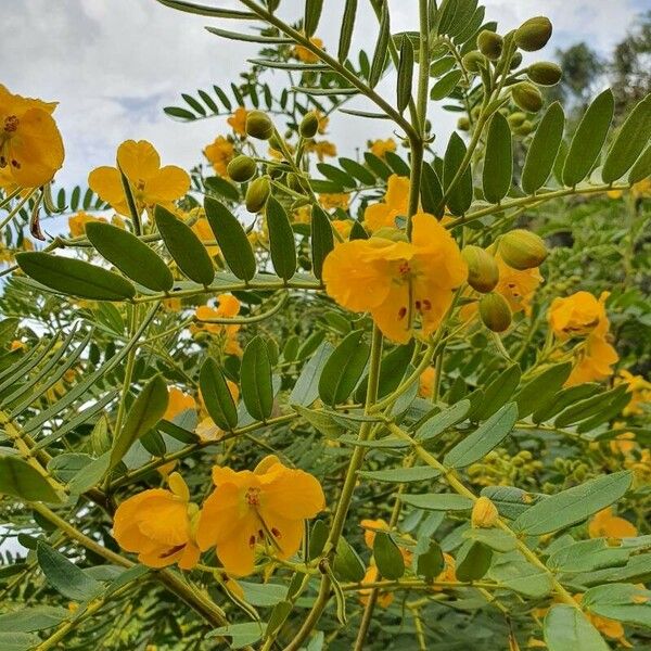 Senna multiglandulosa Blomma