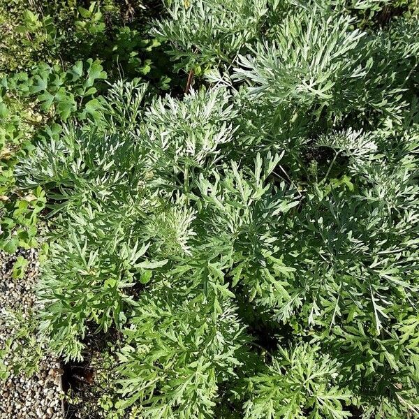 Artemisia absinthium Συνήθη χαρακτηριστικά