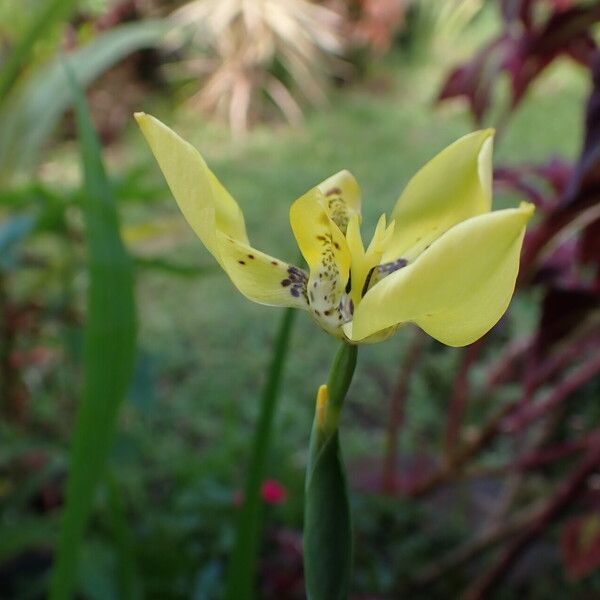 Trimezia steyermarkii 花