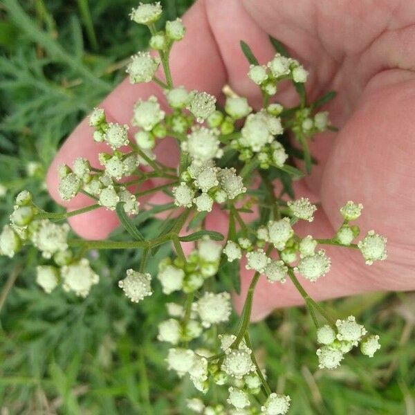 Parthenium hysterophorus Fleur