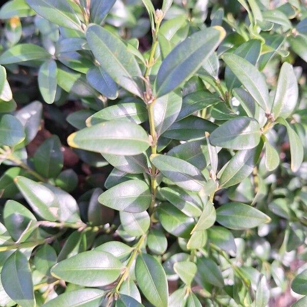 Buxus balearica Folha