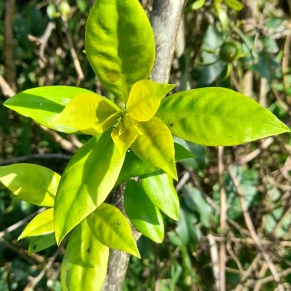 Pereskia aculeata برگ