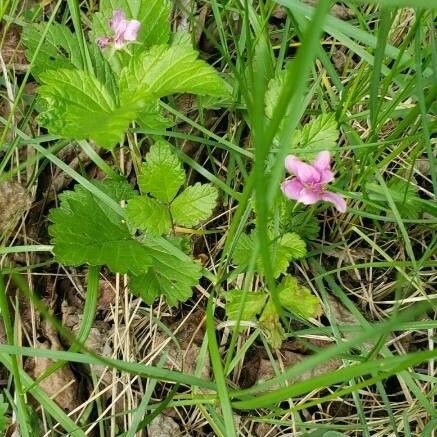 Rubus arcticus Blatt