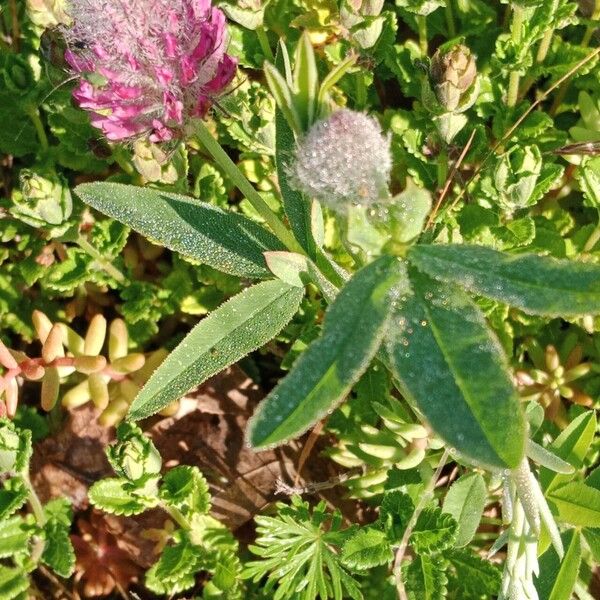 Trifolium rubens Leaf