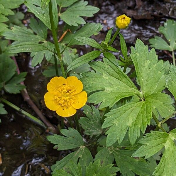 Ranunculus repens Květ