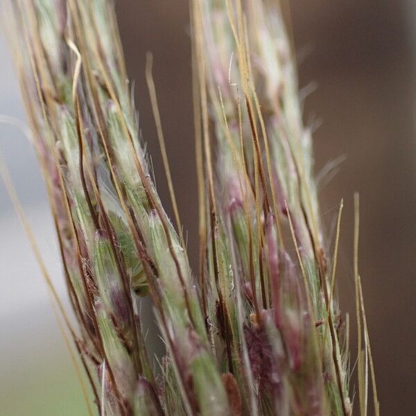 Bothriochloa bladhii Fruit