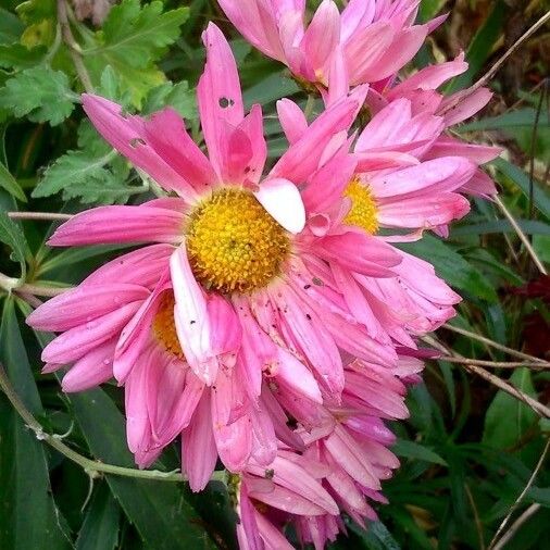 Callistephus chinensis Flor