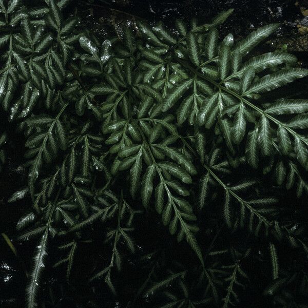 Pteris ensiformis Blatt