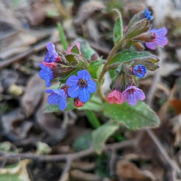 Pulmonaria obscura Blomma