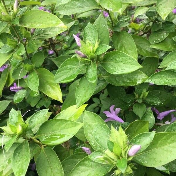 Barleria cristata पत्ता