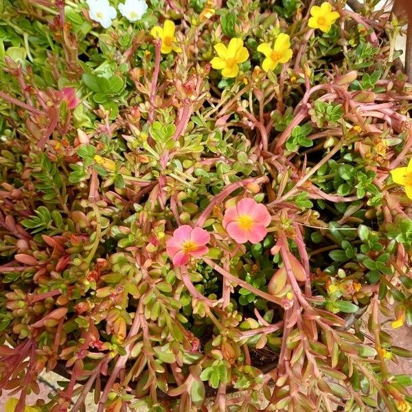 Portulaca umbraticola Blomma