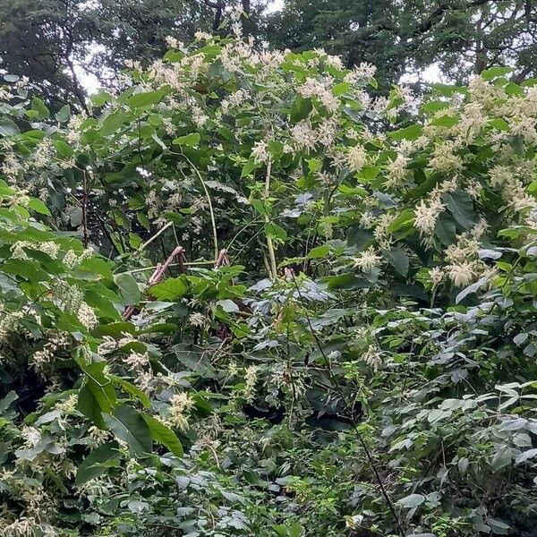 Reynoutria sachalinensis Habitat