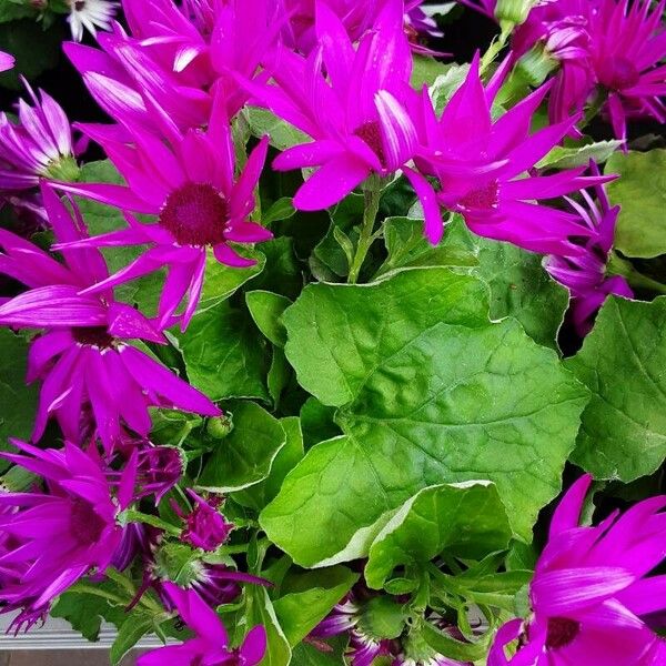 Pericallis lanata Flower