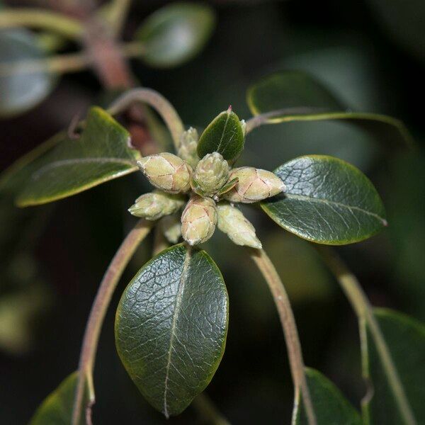 Rhododendron leptothrium