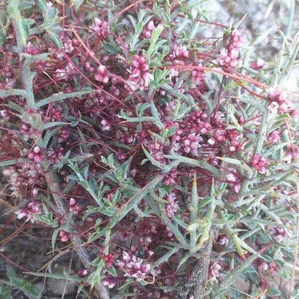 Cuscuta epithymum Blomst