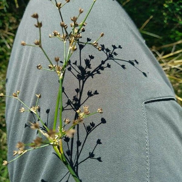 Juncus articulatus Frukt