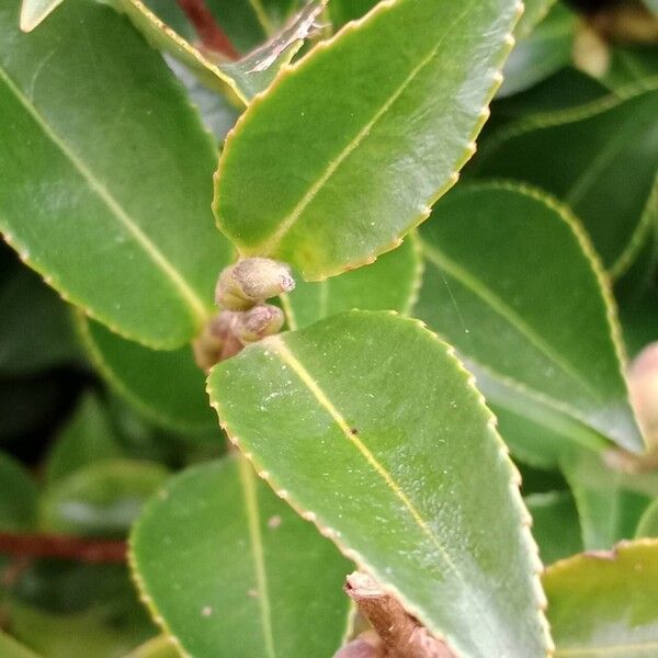 Camellia sasanqua برگ