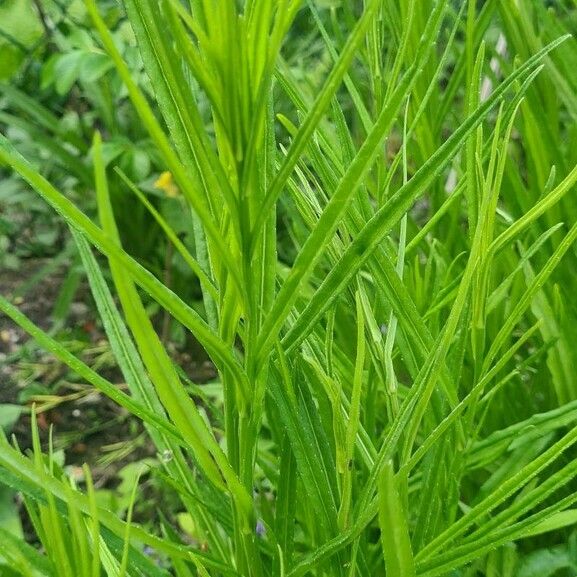 Campanula persicifolia 葉