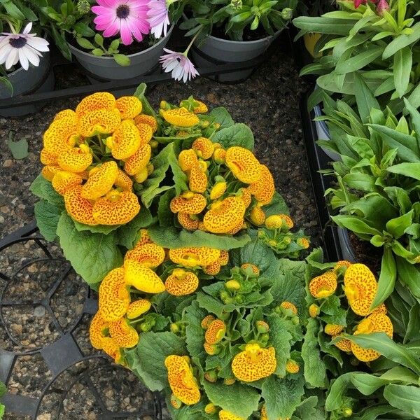 Calceolaria integrifolia Λουλούδι