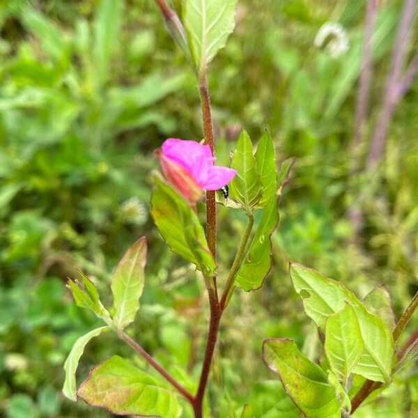 Oenothera rosea Blad