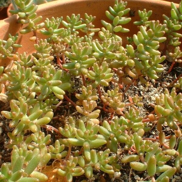 Sedum atratum ഇല