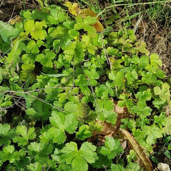 Ranunculus lanuginosus Yeri