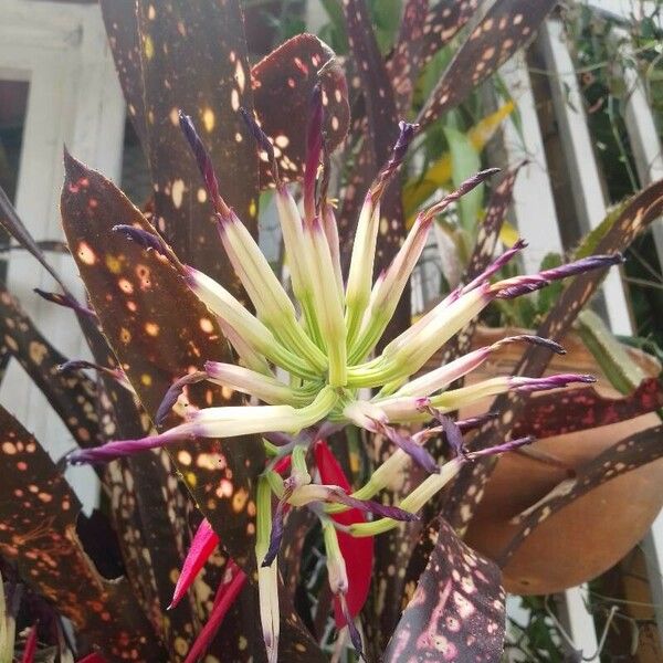 Billbergia vittata Flower