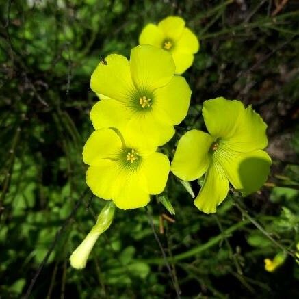 Oxalis pes-caprae Kukka