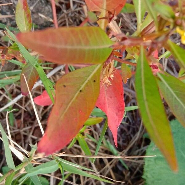 Ludwigia hyssopifolia 葉