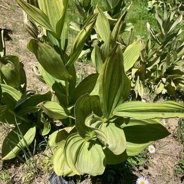 Veratrum californicum Leaf