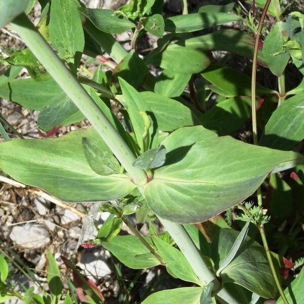 Centranthus ruber Leaf