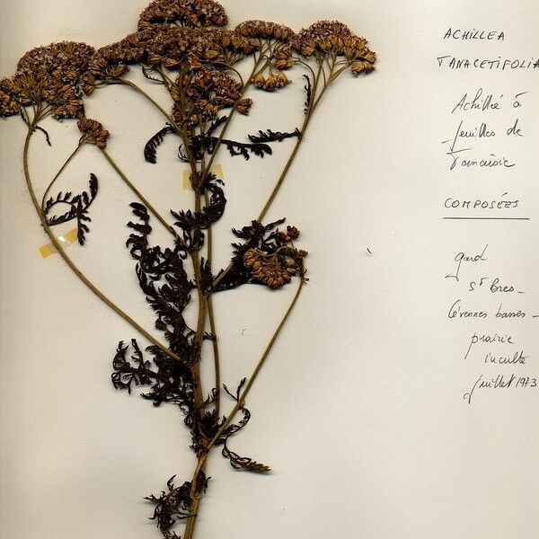 Achillea setacea Flower