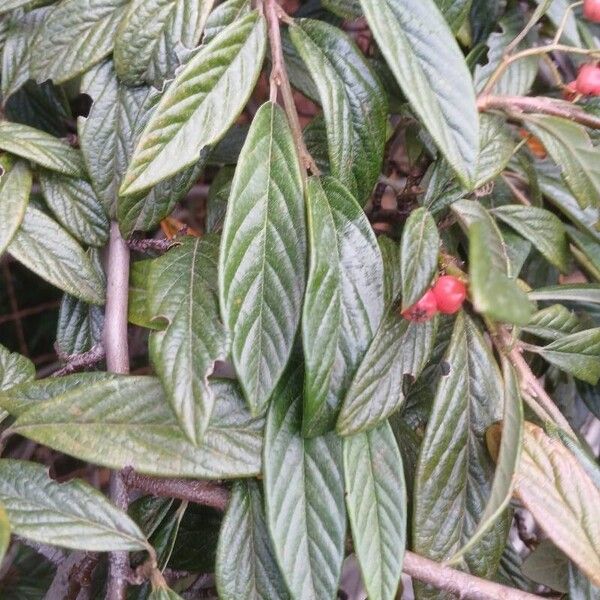 Cotoneaster salicifolius Ліст