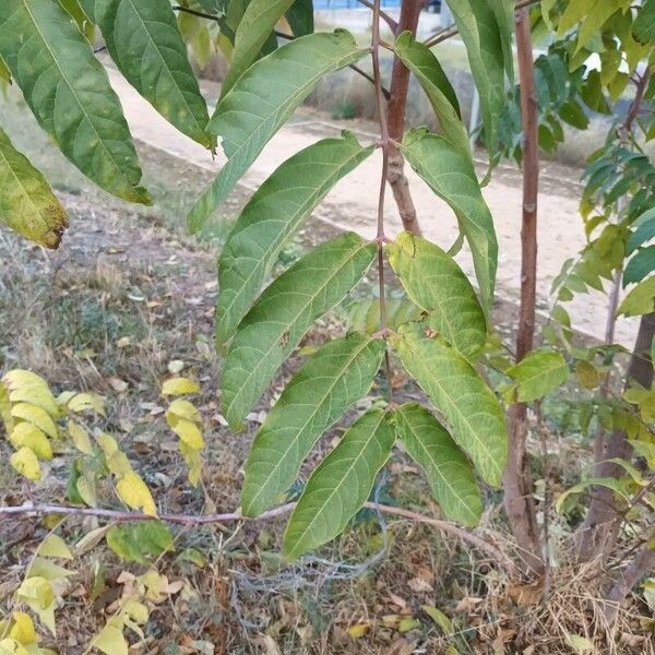 Ailanthus altissima Feuille